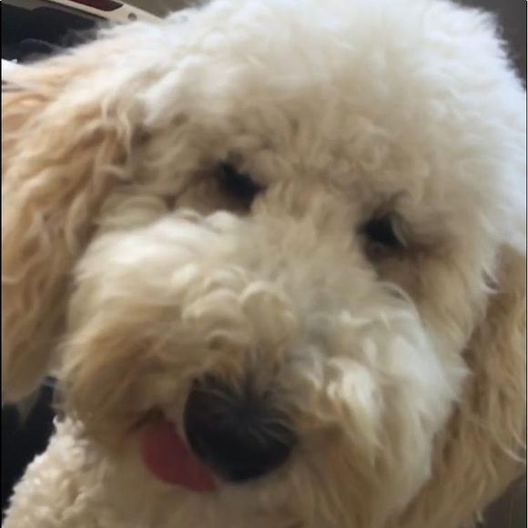 Meet your Posher, Shelley - Picture 1 of 8